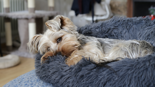 Do Dogs Really Need Their Own Bed? (Spoiler: Yes!)