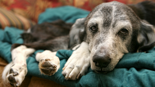 Senior Dog Comfort 101: Choosing the Right Bed for Aging Pups