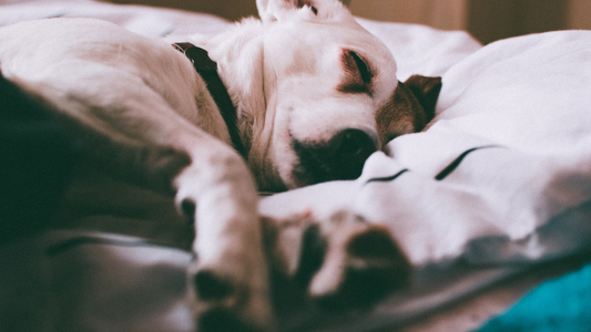 The Sleep Habits of Dogs — and Why Their Bed Matters