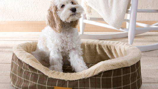 Cleaning Made Easy: How to Wash Your Baylee Nasco Dog Bed