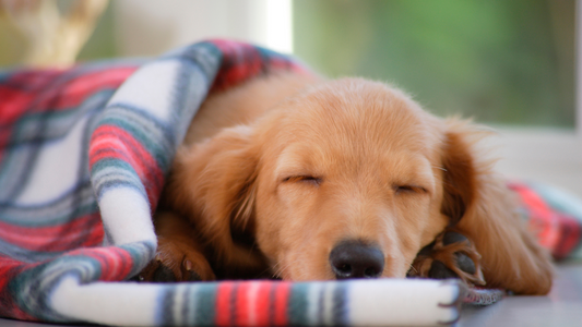 "Pillow or No Pillow? What Your Dog’s Sleeping Habits Say About Them"