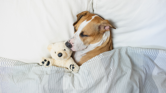 Luxury vs. Budget: Does Your Dog Care About the Price of Their Bed?