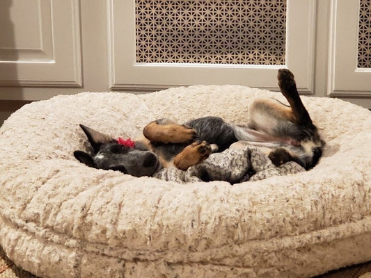 5 Reasons to Buy a Comfy Pet Bed
