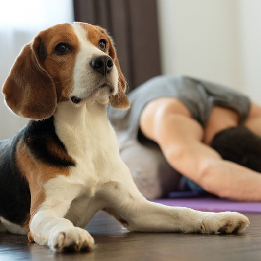 Three ways your dog can teach you mindfulness