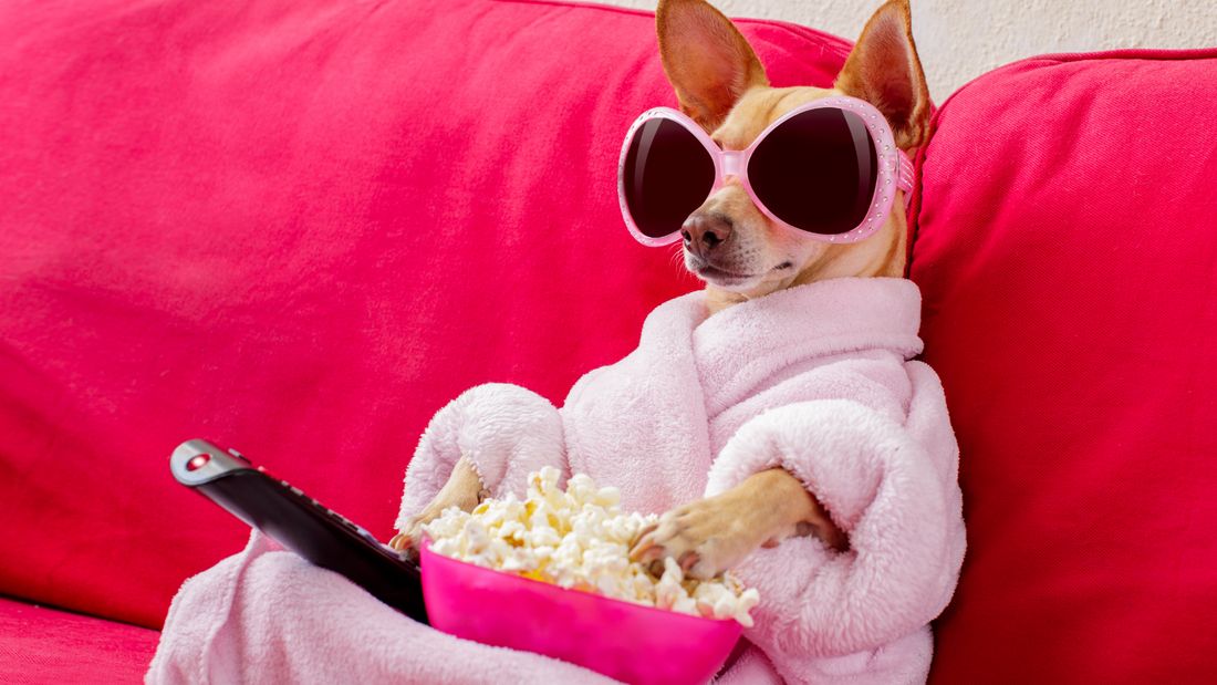 Dog Beds vs. the Couch: Why Your Pup Needs Their Own Spot