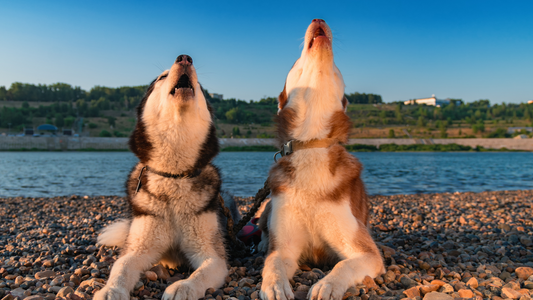 The Ultimate Guide to Dog Naps: How Many Hours Does Your Pup Need?