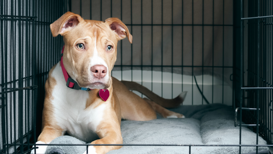 Crate Training + Comfy Beds: A Perfect Match Why a Cozy Dog Bed Can Make Crate Training Easier (and Way More Comfortable)