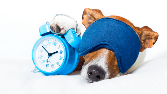 Is Your Dog Sleeping Enough? What Vets Say About Canine Rest