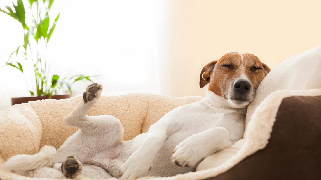 How to Spoil Your Pup with the Ultimate Dream Bed Setup