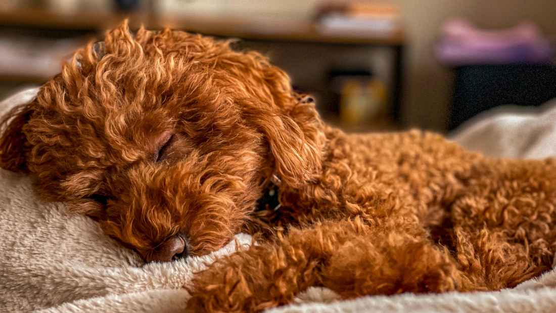 Creating the Ultimate Dog Sleep Sanctuary at Home
