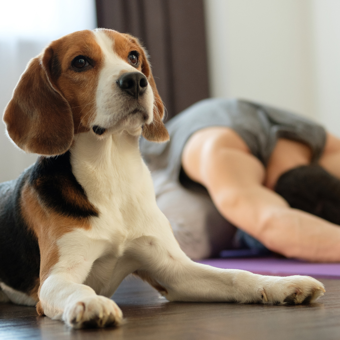 Three ways your dog can teach you mindfulness
