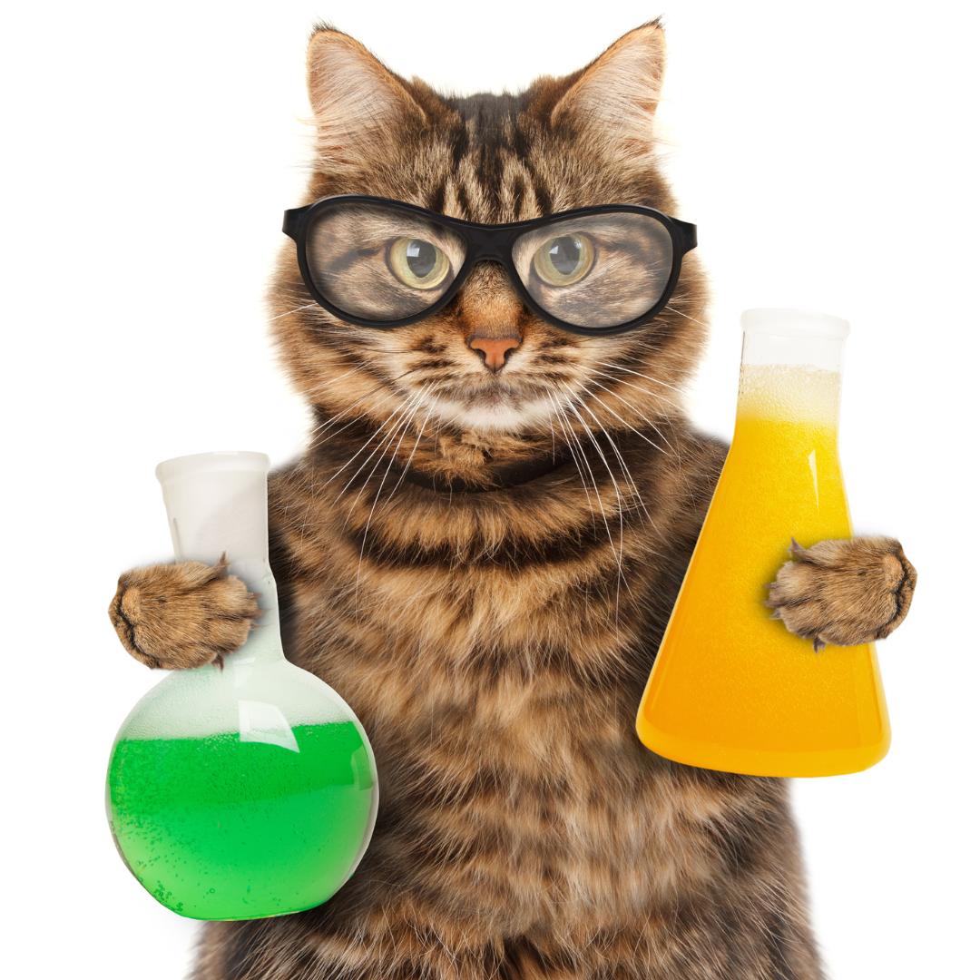How cats can help explain Darwin’s Theory of Evolution