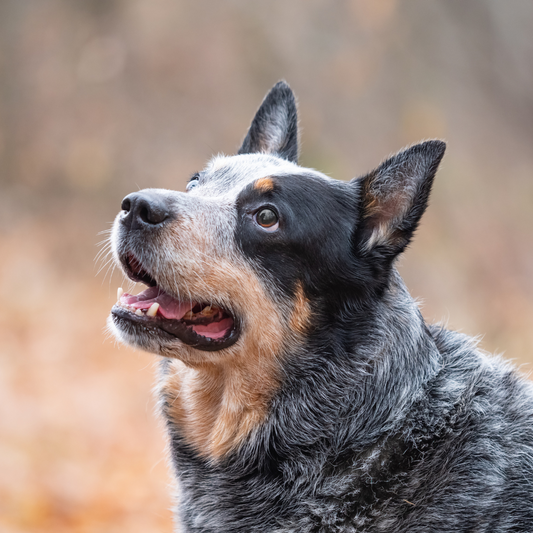 Four ways dogs enhance self-esteem