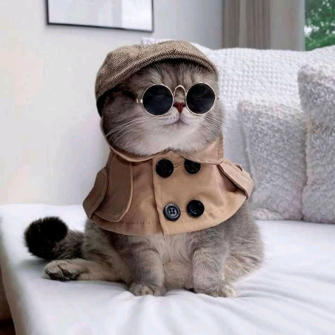 4 Cat Stereotypes we need to reevaluate