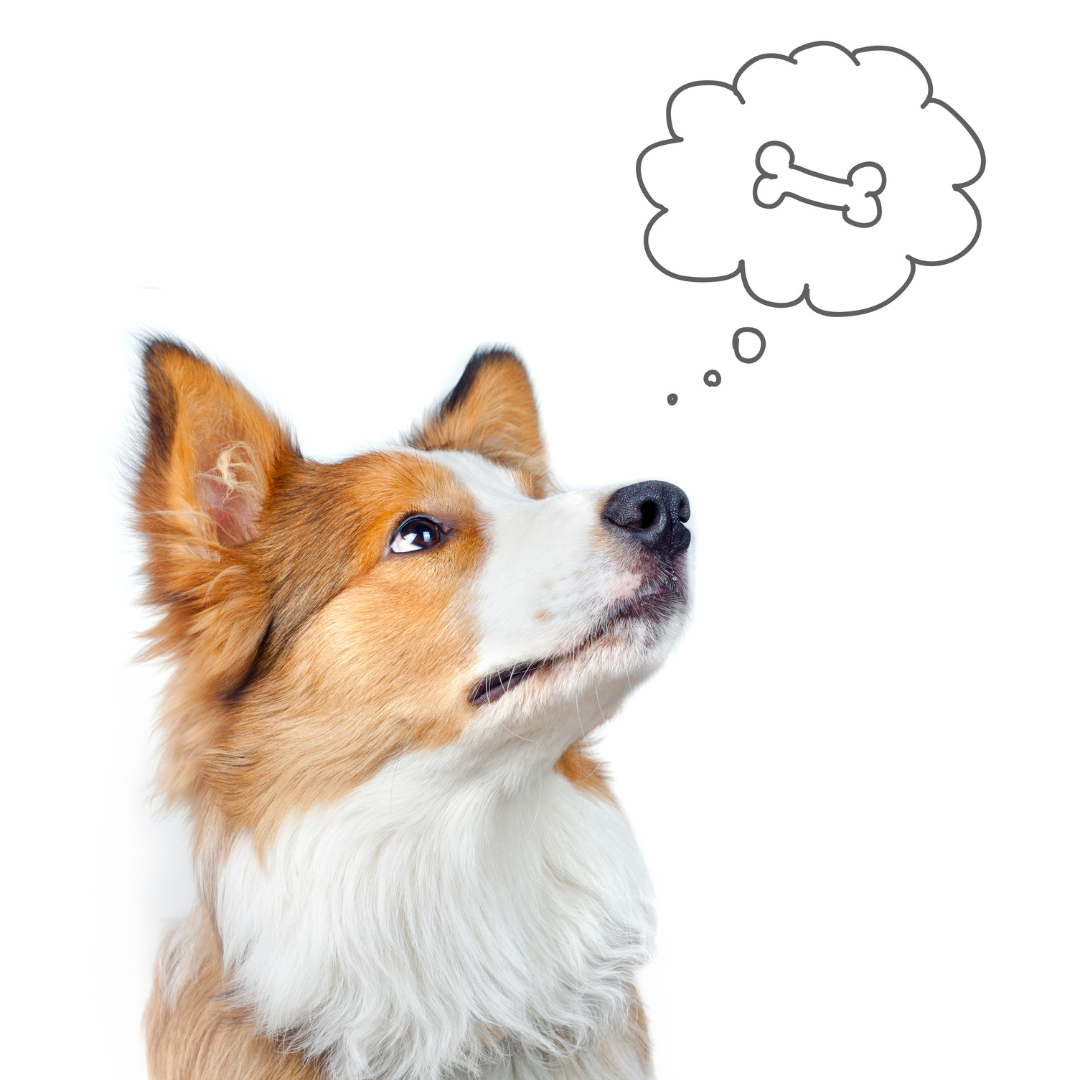 Do dogs dream?