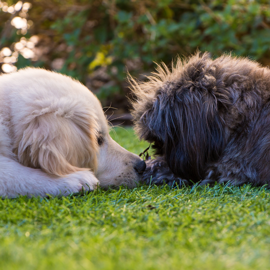 Do dogs have empathy?