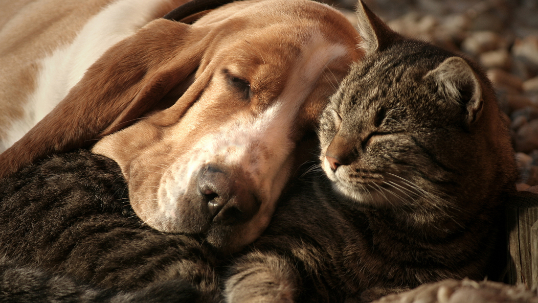 What’s Your Dog’s Sleep Style? Find the Perfect Bed for Their Snooze!