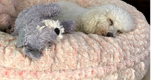 Top 10 Dog Bed Accessories to Boost Your Pup’s Comfort